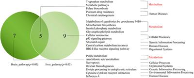 Identification of Candidate Genes Associated With Hypoxia Tolerance in Trachinotus blochii Using Bulked Segregant Analysis and RNA-Seq